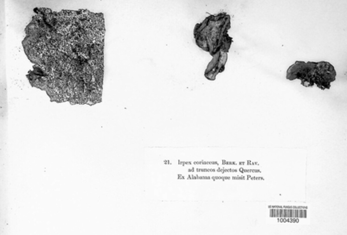 Dentocorticium portoricense image